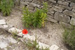 DSCF5153 (Medium).JPG