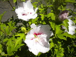DSCN2417.JPG