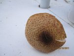 IMG_0409.JPG