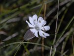 _DSC0217apw.jpg