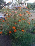 fleur jardin.jpg