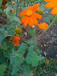 fleur jardin3.jpg