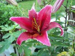 lys 2 (Medium).JPG