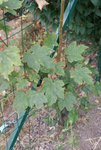 DSC05175.JPG