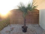 voilà un washingtonia je crois (depuis dans une grosse poubelle qui sert de pot) ; j'ai aussi des phoenix ; je reve qu il grandisse surtout que chez moi tout pousse hors norme mais trop peur de les perdre