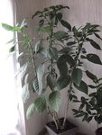 DSCF0071.JPG