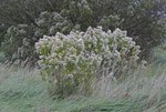 _DSC0065apw.jpg