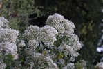 _DSC0063w1.jpg