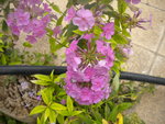 DSCN2605.JPG