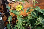 Heliopsis.JPG
