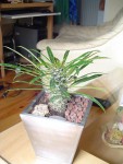 Pachypodium - Palmier de Madagascar [1024x768].JPG