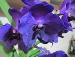 056 - Copie.JPG
