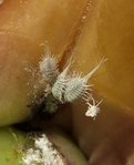 Photos de ces betes blanches (environ 1 à 2 mm de long pour les plus grosses)