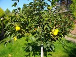 jardin 0012.jpg