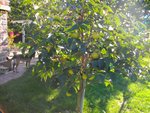 jardin 0022.jpg