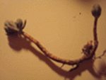 au-jardin.gif