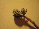 au-jardin2.gif