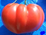une belle tomate géante belge