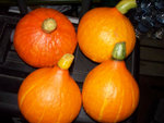 potimarron