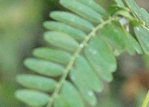 FevierFolioles2.jpg
