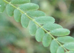 FevierFolioles.jpg
