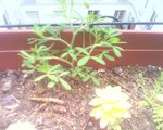 IMG0192A.jpeg