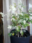 2011-09-15 18.40.12.jpg