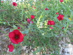 IMG_0668a.jpg