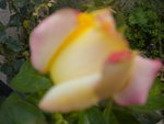 DSCN2533.JPG