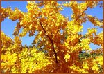 automn 2.jpg