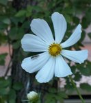 Cosmos boulevard .