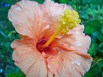 Hibiscus et sa réserve de pluie .