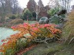 parrotia persica pendula.jpeg