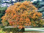 Crataegus-prunifolia-Splendens.jpg
