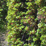 17-08-2011 Lac de l'Oule (119).JPG
