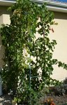 pieds de vigne - 21 octobre 2011.jpg