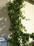 DSC03550.JPG