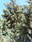 Plante B