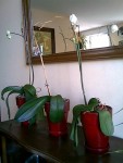 Orchidée.JPG