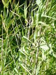 Plante E