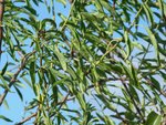 Plante G