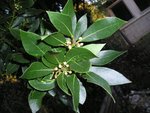 P1010027_2.JPG