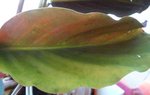 calathea2.jpg