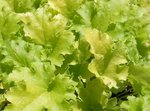 electric-lime-heuchera-2.jpg