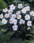 anemone%20honorine%20jobert%201.jpg