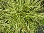 carex_oshimensis_evergold.jpg