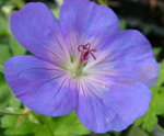 Geranium-rozanneLarge.jpg