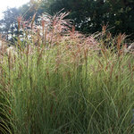miscanthus-morning-light081010img_0330.jpg