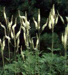 cimifuga simplex white pearl.jpg