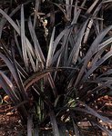 ophiopogon nigrescens.jpg